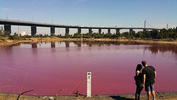 Westgate Park lake turns pink